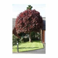 Acer Platanoides 'Crimson King' | Purple Norway Maple Tree | 9L Pot | 120-150cm -botanical garden shop TR0130 add image 3 4da0