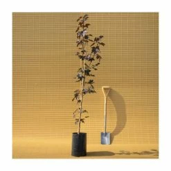 Acer Platanoides 'Crimson King' | Purple Norway Maple Tree | 9L Pot | 120-150cm -botanical garden shop TR0130 add image 4 a1c8