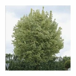 Acer Platanoides 'Drummondii' | Silver Variegated Norway Maple Tree | 9L Pot | 120-150cm