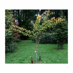 Acer Davidii 'George Forrest' | Snakebark Maple Tree | 9L Pot | 120-150cm 5 Acer Davidii 'George Forrest' | Snakebark Maple Tree | 9L Pot | 120-150cm -botanical garden shop TR0132 add image 1 20ee