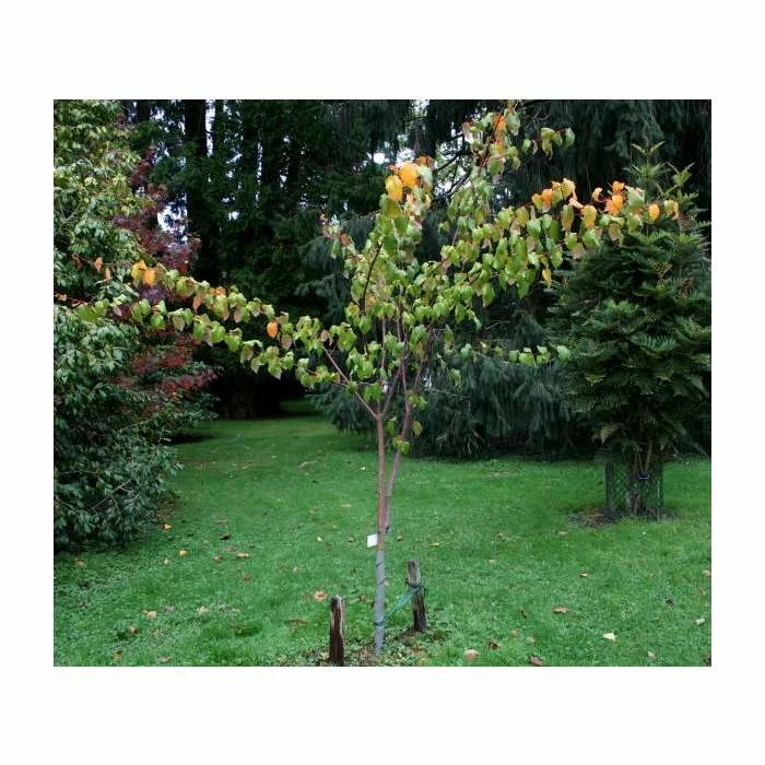 Acer Davidii 'George Forrest' | Snakebark Maple Tree | 9L Pot | 120-150cm 3 Acer Davidii 'George Forrest' | Snakebark Maple Tree | 9L Pot | 120-150cm - Image 3