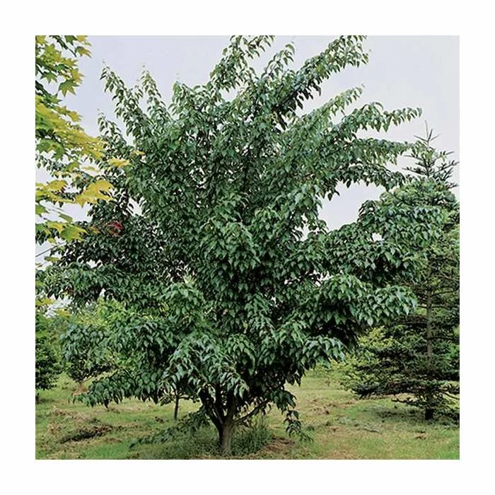 Acer Davidii 'George Forrest' | Snakebark Maple Tree | 9L Pot | 120-150cm 1 Acer Davidii 'George Forrest' | Snakebark Maple Tree | 9L Pot | 120-150cm