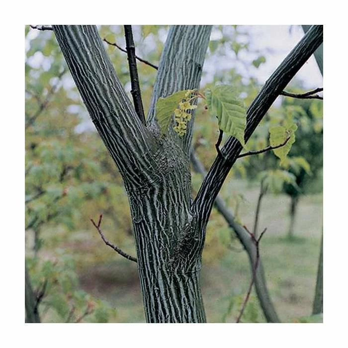 Acer Davidii 'George Forrest' | Snakebark Maple Tree | 9L Pot | 120-150cm 2 Acer Davidii 'George Forrest' | Snakebark Maple Tree | 9L Pot | 120-150cm - Image 2