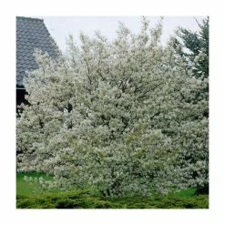 Amelanchier Canadensis | Serviceberry Tree | 9L Pot | 120-150cm