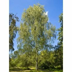 Betula Pendula | Silver Birch Tree | 9L Pot | 120-150cm 9 Betula Pendula | Silver Birch Tree | 9L Pot | 120-150cm -botanical garden shop TR01359L add image 1 d922