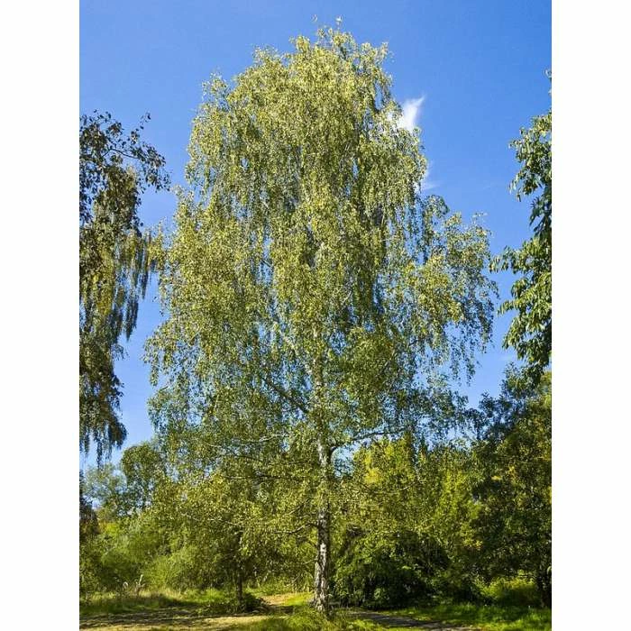 Betula Pendula | Silver Birch Tree | 9L Pot | 120-150cm 3 Betula Pendula | Silver Birch Tree | 9L Pot | 120-150cm - Image 3