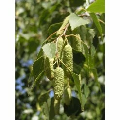 Betula Pendula | Silver Birch Tree | 9L Pot | 120-150cm 10 Betula Pendula | Silver Birch Tree | 9L Pot | 120-150cm -botanical garden shop TR01359L add image 2 64dd