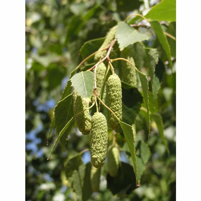 Betula Pendula | Silver Birch Tree | 9L Pot | 120-150cm 4 Betula Pendula | Silver Birch Tree | 9L Pot | 120-150cm - Image 4