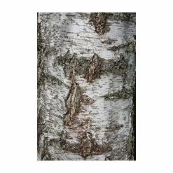 Betula Pendula | Silver Birch Tree | 9L Pot | 120-150cm 11 Betula Pendula | Silver Birch Tree | 9L Pot | 120-150cm -botanical garden shop TR01359L add image 3 7c9d