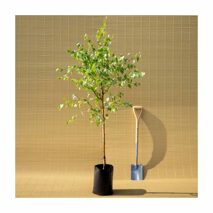 Betula Pendula | Silver Birch Tree | 9L Pot | 120-150cm 7 Betula Pendula | Silver Birch Tree | 9L Pot | 120-150cm - Image 7