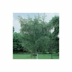 Betula Pendula | Silver Birch Tree | Bare Root | 120-150cm 9 Betula Pendula | Silver Birch Tree | Bare Root | 120-150cm -botanical garden shop TR0135BR add image 3 509a