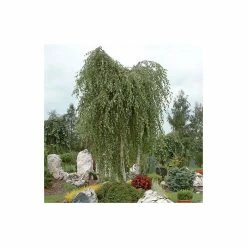 Betula Pendula | Silver Birch Tree | Bare Root | 120-150cm