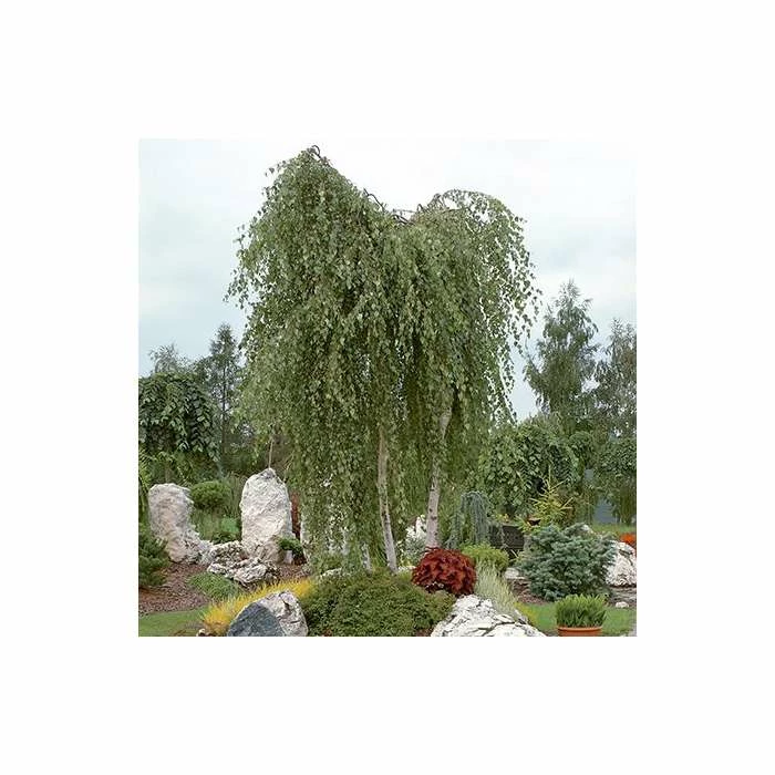 Betula Pendula | Silver Birch Tree | Bare Root | 120-150cm 1 Betula Pendula | Silver Birch Tree | Bare Root | 120-150cm