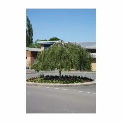Betula Pendula 'Youngii' | Weeping Birch Tree | 9L Pot | 120-150cm -botanical garden shop TR0136 add image 2 745e
