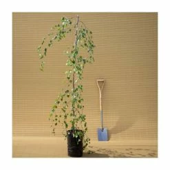 Betula Pendula 'Youngii' | Weeping Birch Tree | 9L Pot | 120-150cm -botanical garden shop TR0136 add image 3 1797