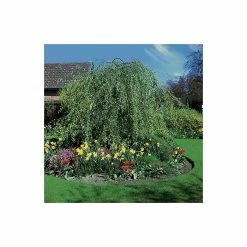 Betula Pendula 'Youngii' | Weeping Birch Tree | 9L Pot | 120-150cm