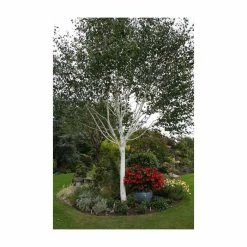 Betula Utilis Var. Jacquemontii | Himalayan Birch Tree | 9L Pot | 120-150cm -botanical garden shop TR0137 add image 1 efa1