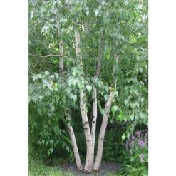 Betula Utilis Var. Jacquemontii | Himalayan Birch Tree | 9L Pot | 120-150cm -botanical garden shop TR0137 add image 2 60f9