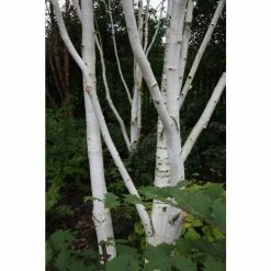 Betula Utilis Var. Jacquemontii | Himalayan Birch Tree | 9L Pot | 120-150cm -botanical garden shop TR0137 add image 3 a77c