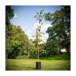 Betula Utilis Var. Jacquemontii | Himalayan Birch Tree | 9L Pot | 120-150cm -botanical garden shop TR0137 add image 4 90bd