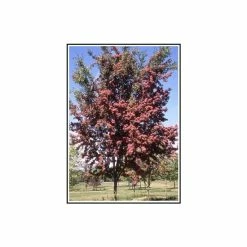 Crataegus Laevigata 'Crimson Cloud'| Hawthorn Tree | 9L Pot | 120-150cm