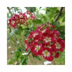 Crataegus Laevigata 'Crimson Cloud'| Hawthorn Tree | Bare Root | 120-150cm 5 Crataegus Laevigata 'Crimson Cloud'| Hawthorn Tree | Bare Root | 120-150cm -botanical garden shop TR0138BR add image 1 936a
