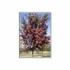 Crataegus Laevigata 'Crimson Cloud'| Hawthorn Tree | Bare Root | 120-150cm