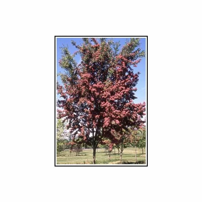 Crataegus Laevigata 'Crimson Cloud'| Hawthorn Tree | Bare Root | 120-150cm 1 Crataegus Laevigata 'Crimson Cloud'| Hawthorn Tree | Bare Root | 120-150cm