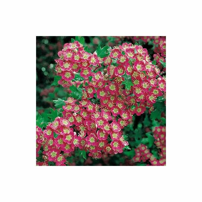 Crataegus Laevigata 'Crimson Cloud'| Hawthorn Tree | Bare Root | 120-150cm 2 Crataegus Laevigata 'Crimson Cloud'| Hawthorn Tree | Bare Root | 120-150cm - Image 2