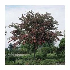 Crataegus Laevigata 'Pauls Scarlet' | Hawthorn Tree | Bare Root | 120-150cm 8 Crataegus Laevigata 'Pauls Scarlet' | Hawthorn Tree | Bare Root | 120-150cm -botanical garden shop TR0139BR add image 1 29ba