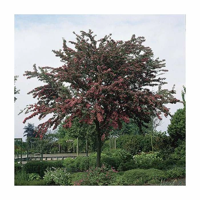 Crataegus Laevigata 'Pauls Scarlet' | Hawthorn Tree | Bare Root | 120-150cm 3 Crataegus Laevigata 'Pauls Scarlet' | Hawthorn Tree | Bare Root | 120-150cm - Image 3