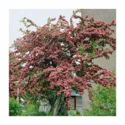 Crataegus Laevigata 'Pauls Scarlet' | Hawthorn Tree | Bare Root | 120-150cm