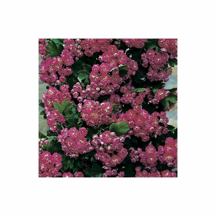 Crataegus Laevigata 'Pauls Scarlet' | Hawthorn Tree | Bare Root | 120-150cm 2 Crataegus Laevigata 'Pauls Scarlet' | Hawthorn Tree | Bare Root | 120-150cm - Image 2