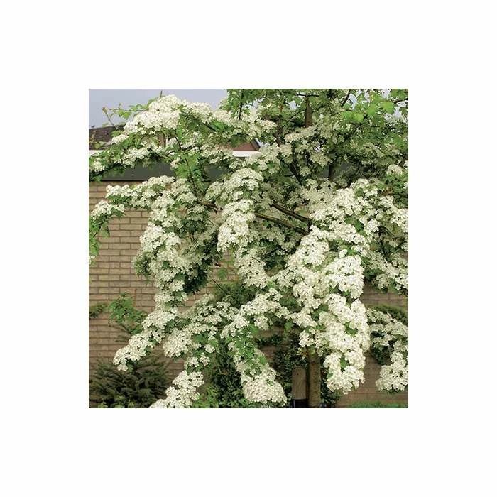 Crataegus Laevigata 'Plena' | Hawthorn Tree | 9L Pot | 120-150cm 3 Crataegus Laevigata 'Plena' | Hawthorn Tree | 9L Pot | 120-150cm - Image 3