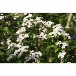 Crataegus Laevigata 'Plena' | Hawthorn Tree | 9L Pot | 120-150cm 9 Crataegus Laevigata 'Plena' | Hawthorn Tree | 9L Pot | 120-150cm -botanical garden shop TR0140 add image 3 32eb