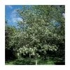 Crataegus Laevigata 'Plena' | Hawthorn Tree | 9L Pot | 120-150cm