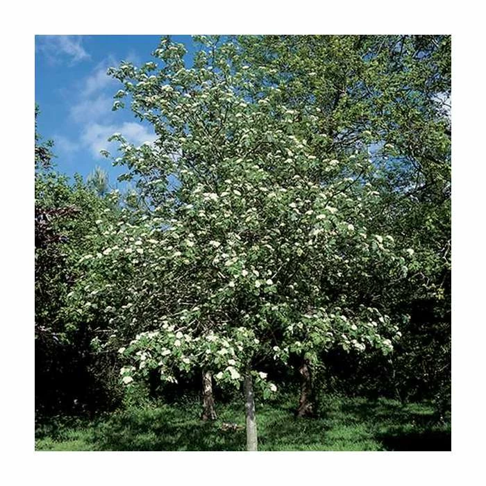 Crataegus Laevigata 'Plena' | Hawthorn Tree | 9L Pot | 120-150cm 1 Crataegus Laevigata 'Plena' | Hawthorn Tree | 9L Pot | 120-150cm