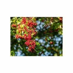 Crataegus × Lavalleei 'Carrierei' | Hawthorn Tree | 9L Pot | 120-150cm -botanical garden shop TR0142 add image 5 44ed