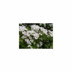 Crataegus × Lavalleei 'Carrierei' | Hawthorn Tree | 9L Pot | 120-150cm