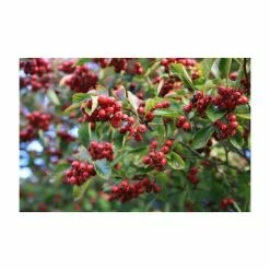 Crataegus Persimilis 'Prunifolia' | Broad-leaved Cockspur Hawthorn Tree | 9L Pot | 120-150cm