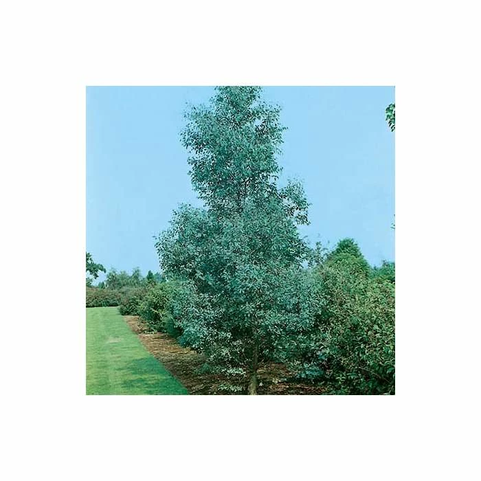Eucalyptus Gunnii | Cider Gum Tree | 9L Pot | 120-150cm 3 Eucalyptus Gunnii | Cider Gum Tree | 9L Pot | 120-150cm - Image 3