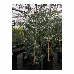 Eucalyptus Gunnii | Cider Gum Tree | 9L Pot | 120-150cm 9 Eucalyptus Gunnii | Cider Gum Tree | 9L Pot | 120-150cm -botanical garden shop TR0145 add image 2 b5e1