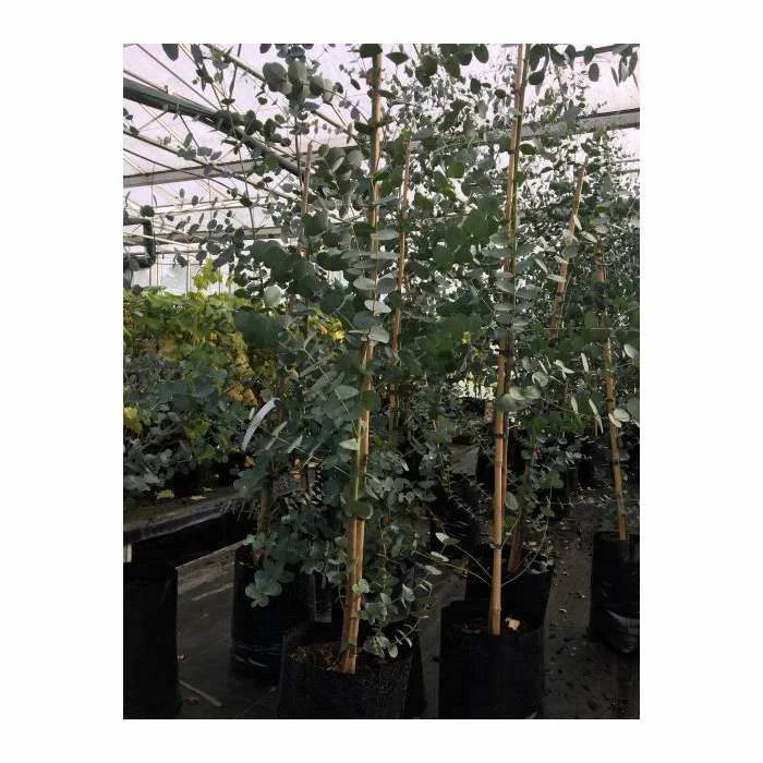 Eucalyptus Gunnii | Cider Gum Tree | 9L Pot | 120-150cm 4 Eucalyptus Gunnii | Cider Gum Tree | 9L Pot | 120-150cm - Image 4
