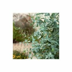 Eucalyptus Gunnii | Cider Gum Tree | 9L Pot | 120-150cm 10 Eucalyptus Gunnii | Cider Gum Tree | 9L Pot | 120-150cm -botanical garden shop TR0145 add image 3 1539