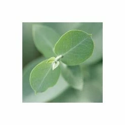 Eucalyptus Gunnii | Cider Gum Tree | 9L Pot | 120-150cm 11 Eucalyptus Gunnii | Cider Gum Tree | 9L Pot | 120-150cm -botanical garden shop TR0145 add image 4 f7ba