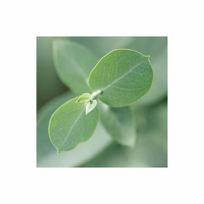 Eucalyptus Gunnii | Cider Gum Tree | 9L Pot | 120-150cm 6 Eucalyptus Gunnii | Cider Gum Tree | 9L Pot | 120-150cm - Image 6