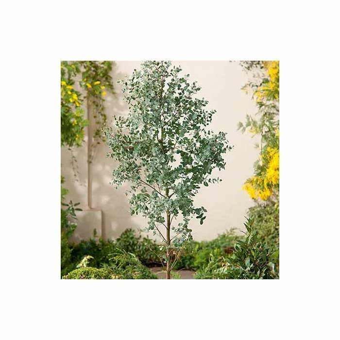 Eucalyptus Gunnii | Cider Gum Tree | 9L Pot | 120-150cm 1 Eucalyptus Gunnii | Cider Gum Tree | 9L Pot | 120-150cm