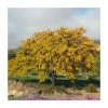 Gleditsia Triacanthos F. Inermis 'Sunburst' | Honey Locust Tree | 9L Pot | 120-150cm