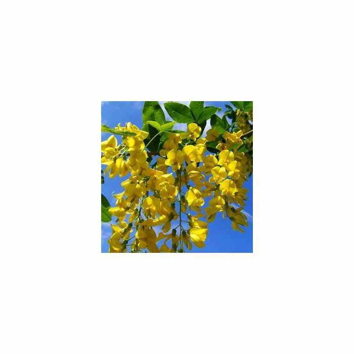 Laburnum × Watereri 'Vossii' | Golden Chain Tree | 9L Pot | 120-150cm 3 Laburnum × Watereri 'Vossii' | Golden Chain Tree | 9L Pot | 120-150cm - Image 3