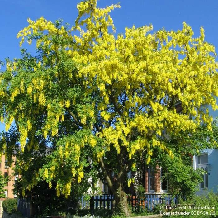 Laburnum × Watereri 'Vossii' | Golden Chain Tree | 9L Pot | 120-150cm 1 Laburnum × Watereri 'Vossii' | Golden Chain Tree | 9L Pot | 120-150cm